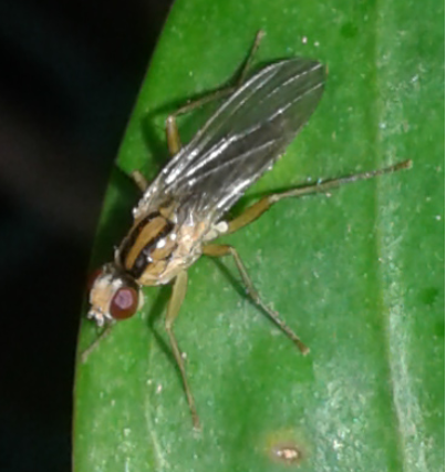 Scathophagidae : Cordilura sp. ?  S,  Cordilura albipes